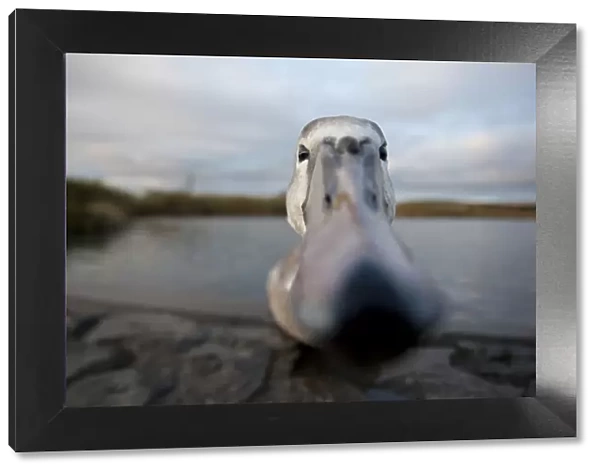 RF- Mute swan (Cygnus olor) close up peering at camera, juvenile. Fife, Scotland