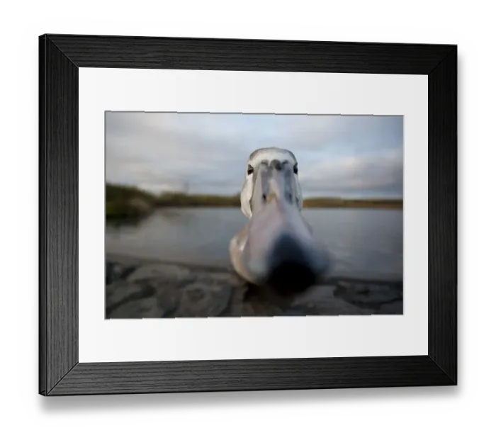 Framed Print : RF- Mute swan (Cygnus olor) close up peering at camera, juvenile. Fife, Scotland Framed Print : RF- Mute swan (Cygnus olor) close up peering at camera, juvenile. Fife, Scotland