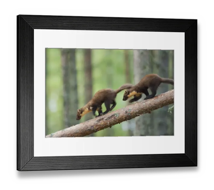 Framed Print : Pine marten (Martes martes) two 4-5 month kits running along branch of tree in caledonian forest Framed Print : Pine marten (Martes martes) two 4-5 month kits running along branch of tree in caledonian forest