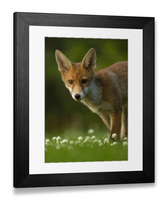 Framed Print : Red Fox (Vulpes vulpes) cub in late evening light, Leicestershire, England, UK, July Framed Print : Red Fox (Vulpes vulpes) cub in late evening light, Leicestershire, England, UK, July