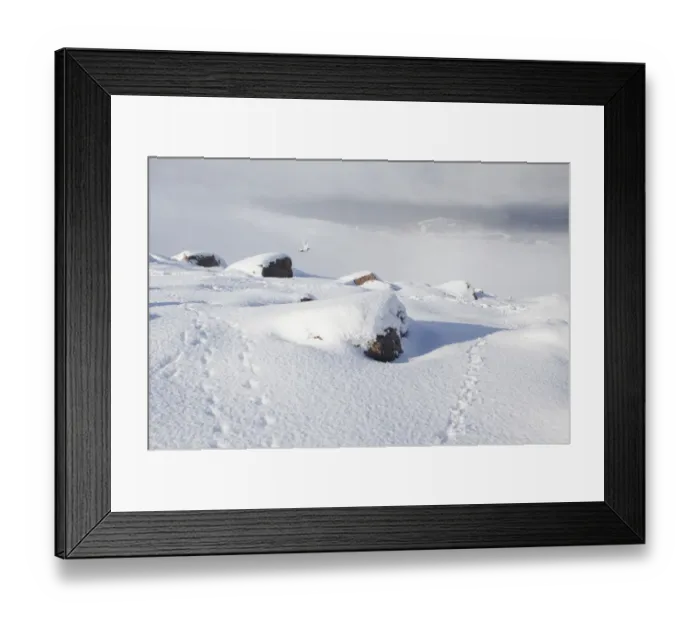 Framed Print : Rock ptarmigan (Lagopus mutus) flying from boulder field in winter plumage, Cairngorms NP Framed Print : Rock ptarmigan (Lagopus mutus) flying from boulder field in winter plumage, Cairngorms NP