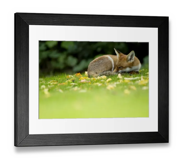 Framed Print : Red Fox (Vulpes vulpes) resting amongst autumn leaves, Leicestershire, England, UK Framed Print : Red Fox (Vulpes vulpes) resting amongst autumn leaves, Leicestershire, England, UK