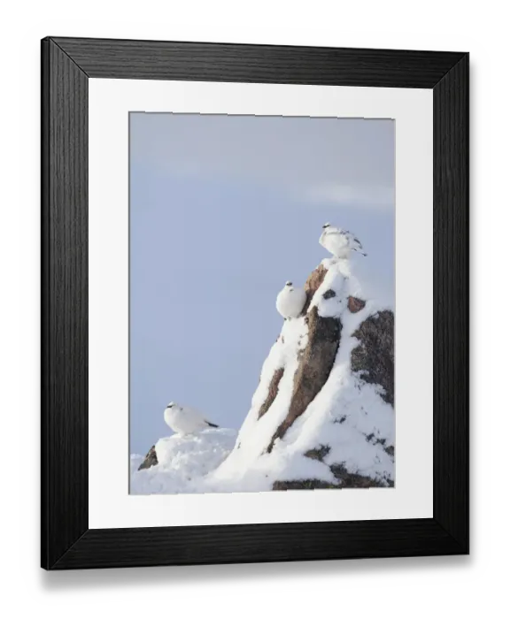 Framed Print : Three Rock ptarmigan (Lagopus mutus) perched on rock, camouflaged against snow in winter plumage Framed Print : Three Rock ptarmigan (Lagopus mutus) perched on rock, camouflaged against snow in winter plumage