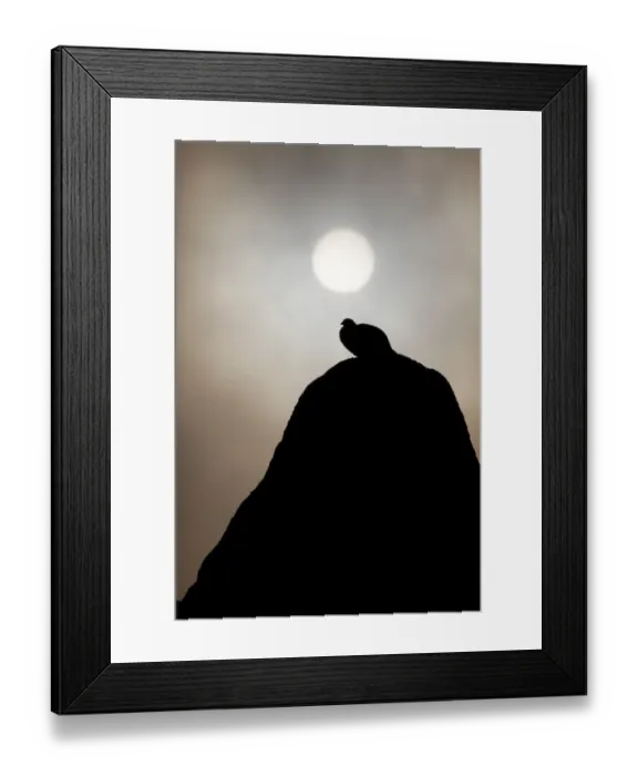 Framed Print : Silhouette of Rock ptarmigan (Lagopus mutus) perched on rock against winter sun, Cairngorms NP Framed Print : Silhouette of Rock ptarmigan (Lagopus mutus) perched on rock against winter sun, Cairngorms NP