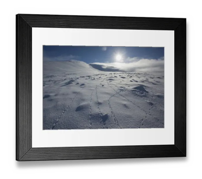 Framed Print : Rock ptarmigan (Lagopus mutus) tracks in snow, with low winter sun, Lochain Mountain Framed Print : Rock ptarmigan (Lagopus mutus) tracks in snow, with low winter sun, Lochain Mountain