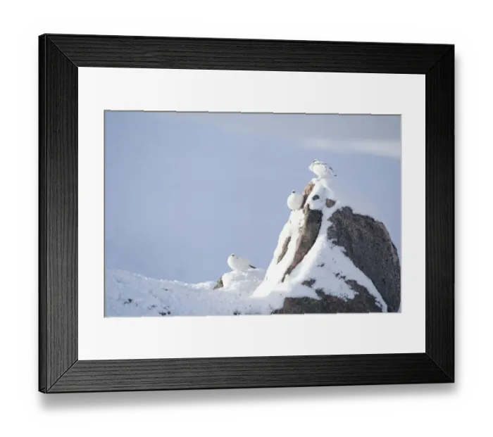 Framed Print : Three Rock ptarmigan (Lagopus mutus) perched on rock, camouflaged against snow in winter plumage Framed Print : Three Rock ptarmigan (Lagopus mutus) perched on rock, camouflaged against snow in winter plumage