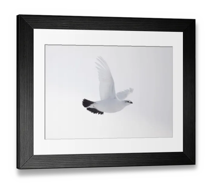 Framed Print : Rock ptarmigan (Lagopus mutus) female in flight in winter plumage, Cairngorms NP
