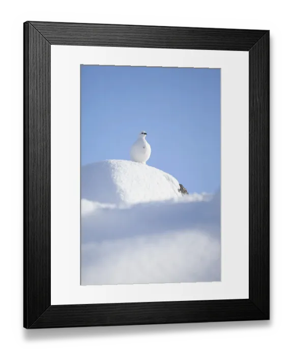 Framed Print : RF- Rock ptarmigan (Lagopus mutus) standing on boulder, camouflaged against snow in winter plumage Framed Print : RF- Rock ptarmigan (Lagopus mutus) standing on boulder, camouflaged against snow in winter plumage