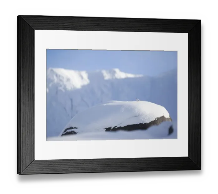 Framed Print : Rock ptarmigan (Lagopus mutus) perched on boulder, camouflaged against snow in winter plumage Framed Print : Rock ptarmigan (Lagopus mutus) perched on boulder, camouflaged against snow in winter plumage