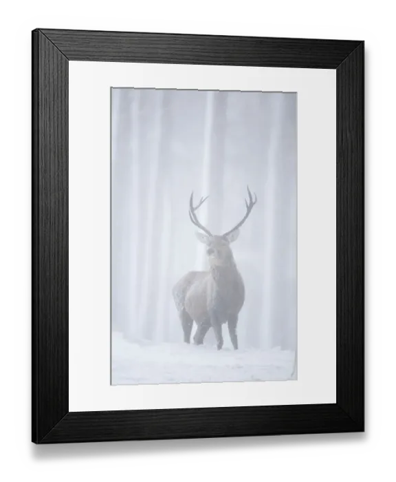 Framed Print : RF- Red deer (Cervus elaphus) stag in pine forest in snow blizzard. Alvie Estate