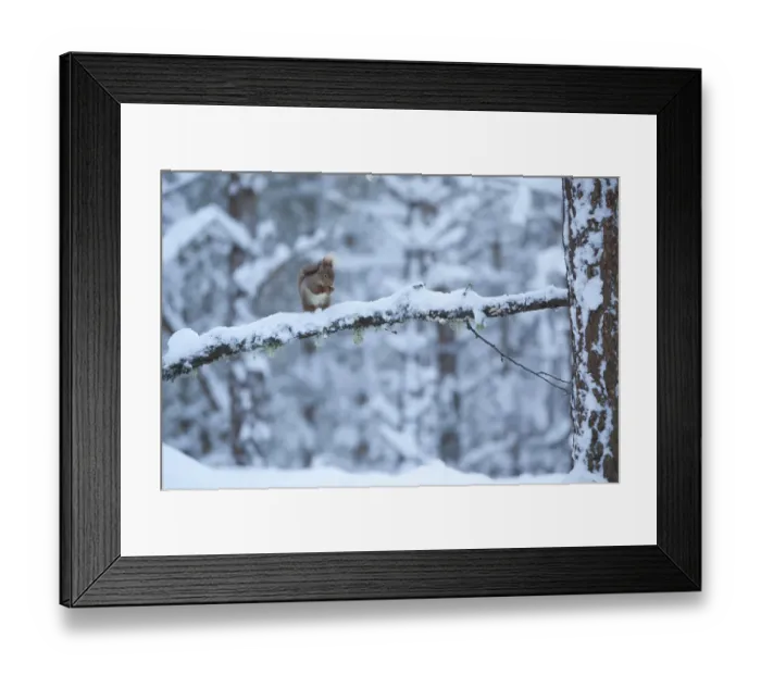 Framed Print : Red squirrel (Sciurus vulgaris) on snow-covered branch in pine forest, Glenfeshie Estate Framed Print : Red squirrel (Sciurus vulgaris) on snow-covered branch in pine forest, Glenfeshie Estate