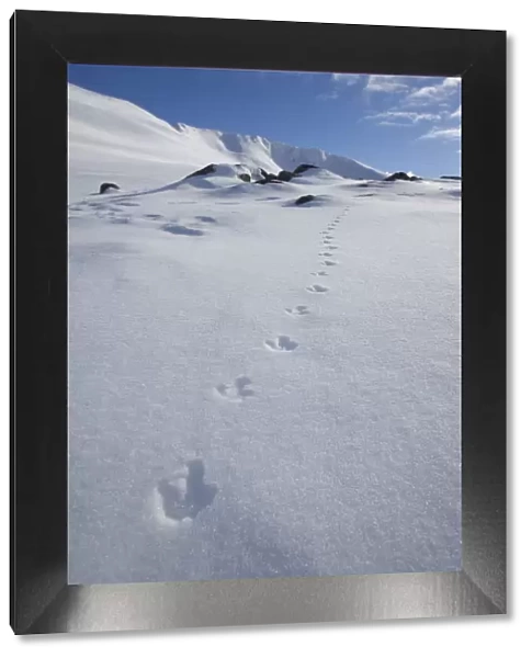 Rock ptarmigan (Lagopus mutus) tracks in snow in winter landscape, Cairngorms NP