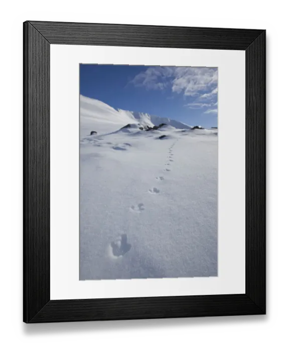 Framed Print : Rock ptarmigan (Lagopus mutus) tracks in snow in winter landscape, Cairngorms NP Framed Print : Rock ptarmigan (Lagopus mutus) tracks in snow in winter landscape, Cairngorms NP