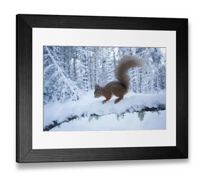 Framed Print : Red squirrel (Sciurus vulgaris) on snow-covered branch in pine forest, Glenfeshie Estate