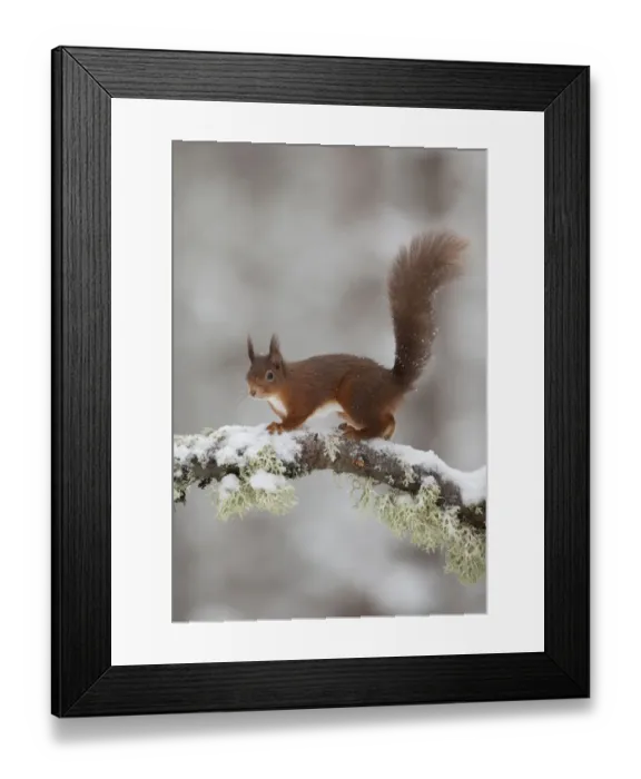 Framed Print : Red squirrel (Sciurus vulgaris) on snow-covered branch in pine forest, Cairngorms NP Framed Print : Red squirrel (Sciurus vulgaris) on snow-covered branch in pine forest, Cairngorms NP