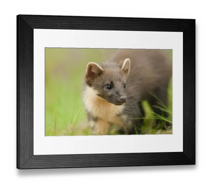 Framed Print : Pine marten (Martes martes) 4-5 month kit in caledonian forest, The Black Isle, Highlands Framed Print : Pine marten (Martes martes) 4-5 month kit in caledonian forest, The Black Isle, Highlands