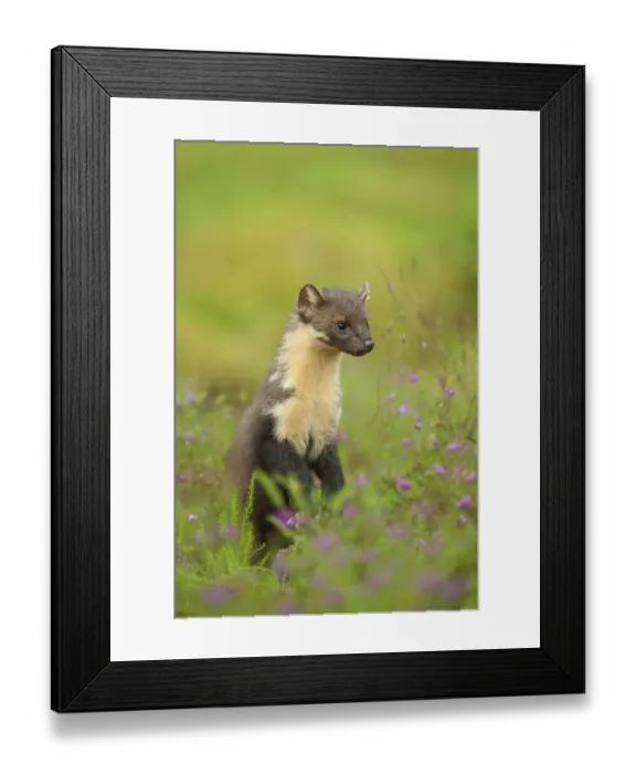 Framed Print : Pine marten (Martes martes) adult female, portrait, in caledonian forest, The Black Isle Framed Print : Pine marten (Martes martes) adult female, portrait, in caledonian forest, The Black Isle