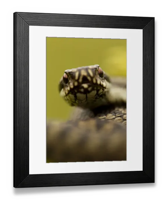 Framed Print : Adder (Vipera berus) portrait, Staffordshire, England, UK, April Framed Print : Adder (Vipera berus) portrait, Staffordshire, England, UK, April