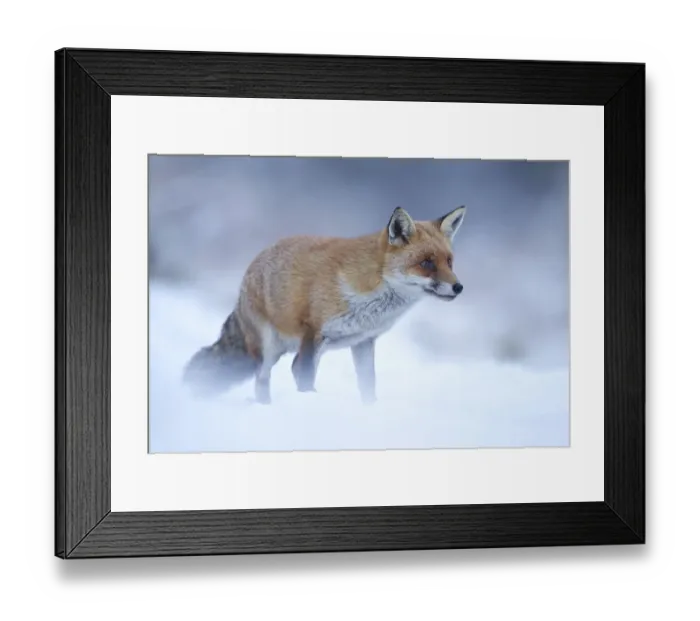 Framed Print : Red Fox (Vulpes vulpes) vixen in snow, Cannock Chase, Staffordshire, England, UK, December Framed Print : Red Fox (Vulpes vulpes) vixen in snow, Cannock Chase, Staffordshire, England, UK, December