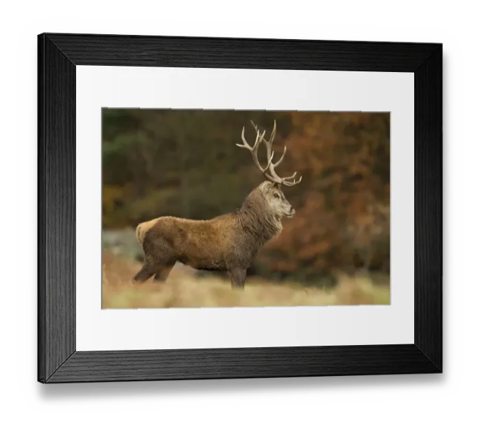 Framed Print : Red deer (Cervus elaphus) dominant stag at rut, Bradgate Park, Leicestershire, England Framed Print : Red deer (Cervus elaphus) dominant stag at rut, Bradgate Park, Leicestershire, England