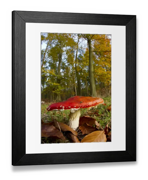 Framed Print : Fly agaric fungus (Amanita muscaria) in woodland setting, The National Forest, Central England Framed Print : Fly agaric fungus (Amanita muscaria) in woodland setting, The National Forest, Central England