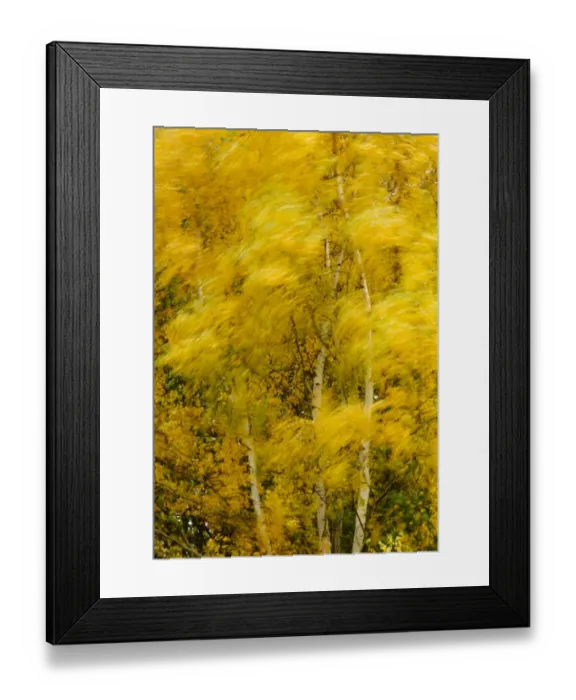 Framed Print : Birch trees blowing in high winds, long exposure, Calke Abbey, The National Forest Framed Print : Birch trees blowing in high winds, long exposure, Calke Abbey, The National Forest