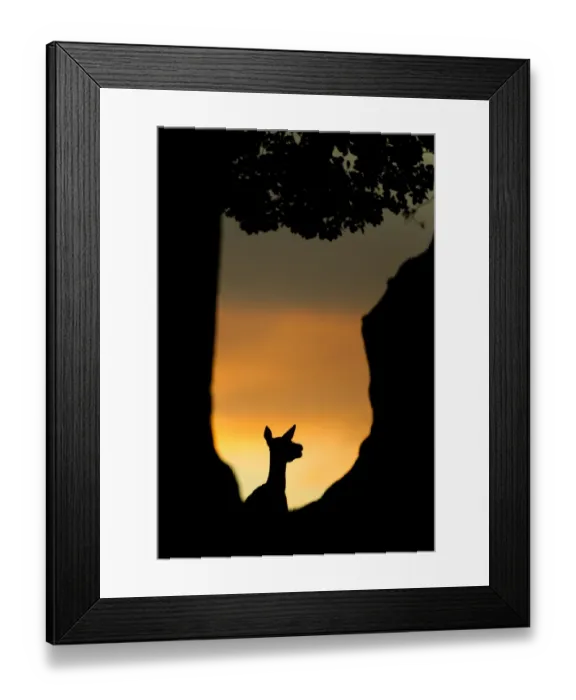 Framed Print : Red deer (Cervus elaphus) silhouette of hind in woodland glade at sunset, Bradgate Park Framed Print : Red deer (Cervus elaphus) silhouette of hind in woodland glade at sunset, Bradgate Park