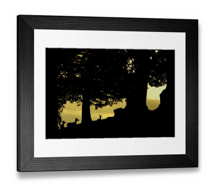 Framed Print : Red deer (Cervus elaphus) silhouette of hinds in woodland glade at dusk, Bradgate Park Framed Print : Red deer (Cervus elaphus) silhouette of hinds in woodland glade at dusk, Bradgate Park
