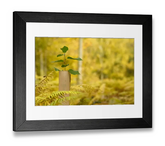 Framed Print : New tree emerging from its protective collar / guard, The National Forest, Central England Framed Print : New tree emerging from its protective collar / guard, The National Forest, Central England