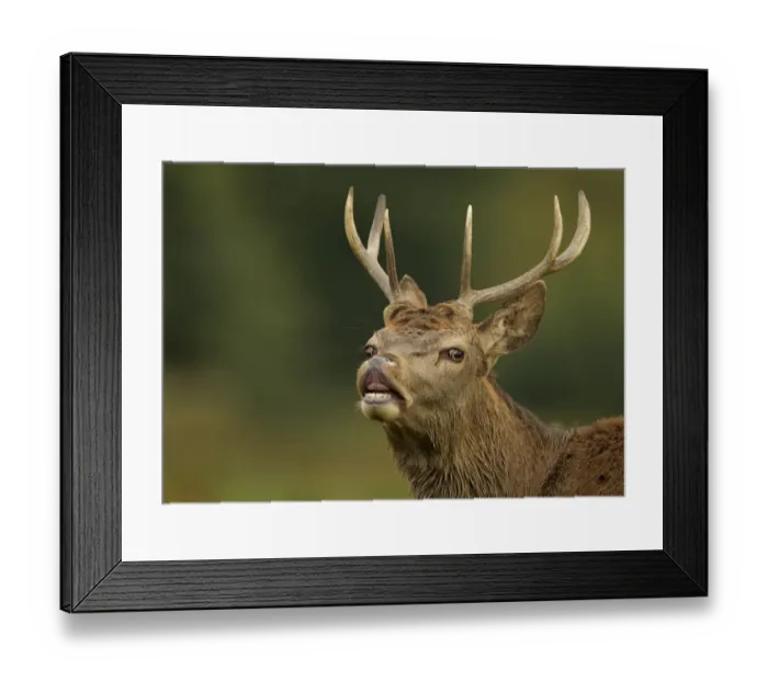 Framed Print : Red deer (Cervus elaphus) young stag tasting the air (flehmen response) Bradgate Park Framed Print : Red deer (Cervus elaphus) young stag tasting the air (flehmen response) Bradgate Park