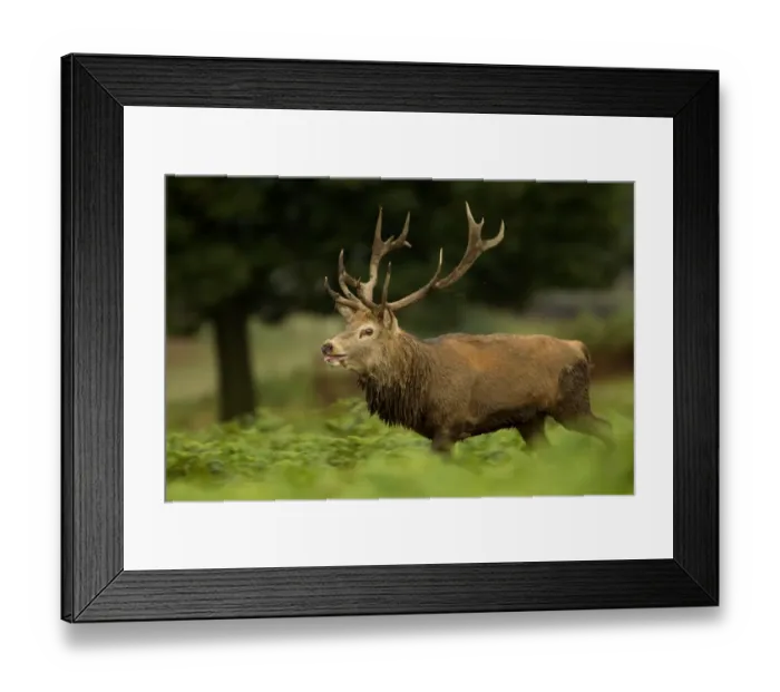 Framed Print : Red deer (Cervus elaphus) stag bellowing, Bradgate Park, Leicestershire, England Framed Print : Red deer (Cervus elaphus) stag bellowing, Bradgate Park, Leicestershire, England