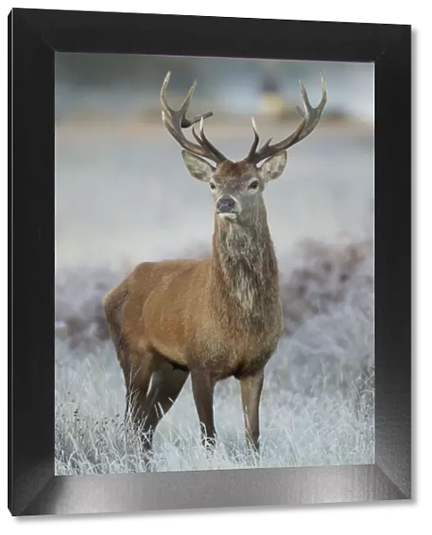 Red deer (Cervus elaphus) stag, portrait on frosty morning, Richmond Park, London
