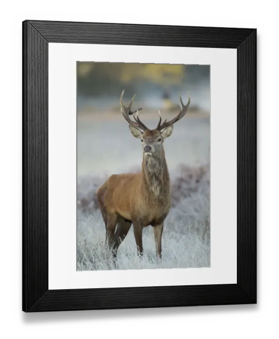Framed Print : Red deer (Cervus elaphus) stag, portrait on frosty morning, Richmond Park, London Framed Print : Red deer (Cervus elaphus) stag, portrait on frosty morning, Richmond Park, London