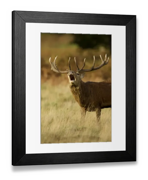 Framed Print : Red deer (Cervus elaphus) stag bellowing during autumn rut, Richmond Park, London