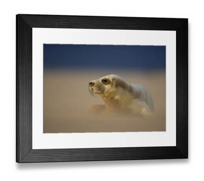 Framed Print : Grey Seal (Halichoerus grypus) pup resting on sand bank during sandstorm, Donna Nook Framed Print : Grey Seal (Halichoerus grypus) pup resting on sand bank during sandstorm, Donna Nook