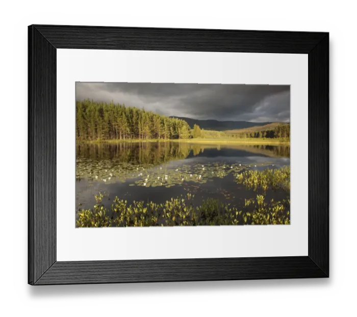 Framed Print : Stormy light over bog, Glenfeshie, Cairngorms NP, Highlands, Scotland, UK, August 2010 Framed Print : Stormy light over bog, Glenfeshie, Cairngorms NP, Highlands, Scotland, UK, August 2010