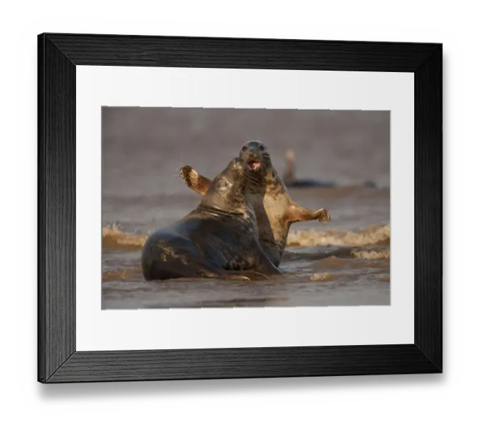 Framed Print : Grey seals (Halichoerus grypus) two adults fighting in the surf, Donna Nook, Lincolnshire Framed Print : Grey seals (Halichoerus grypus) two adults fighting in the surf, Donna Nook, Lincolnshire
