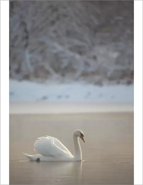 RF- Mute swan (Cygnus olor) on water in winter dawn mist. Loch Insh, Cairngorms National Park