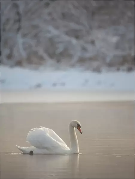 RF- Mute swan (Cygnus olor) on water in winter dawn mist. Loch Insh, Cairngorms National Park