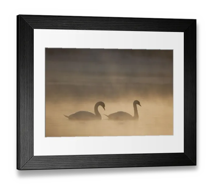 Framed Print : Mute swan (Cygnus olor) pair on water in winter dawn mist, Loch Insh, Cairngorms NP Framed Print : Mute swan (Cygnus olor) pair on water in winter dawn mist, Loch Insh, Cairngorms NP