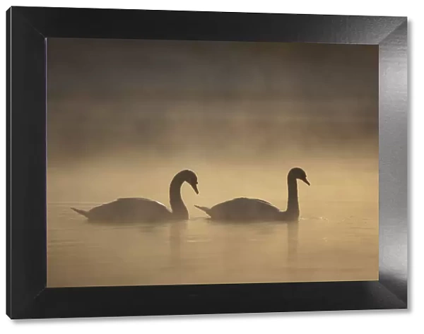 Mute swan (Cygnus olor) pair on water in winter dawn mist, Loch Insh, Cairngorms NP