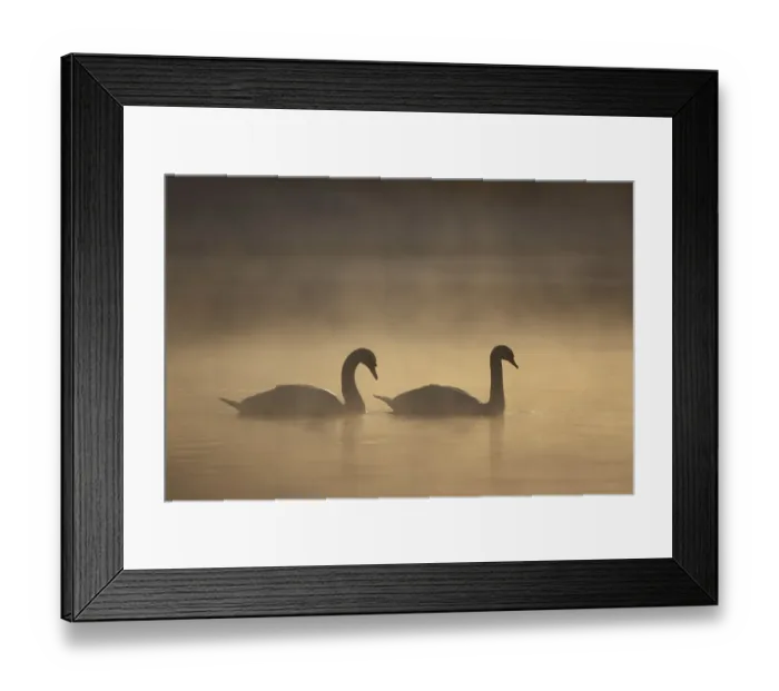 Framed Print : Mute swan (Cygnus olor) pair on water in winter dawn mist, Loch Insh, Cairngorms NP Framed Print : Mute swan (Cygnus olor) pair on water in winter dawn mist, Loch Insh, Cairngorms NP