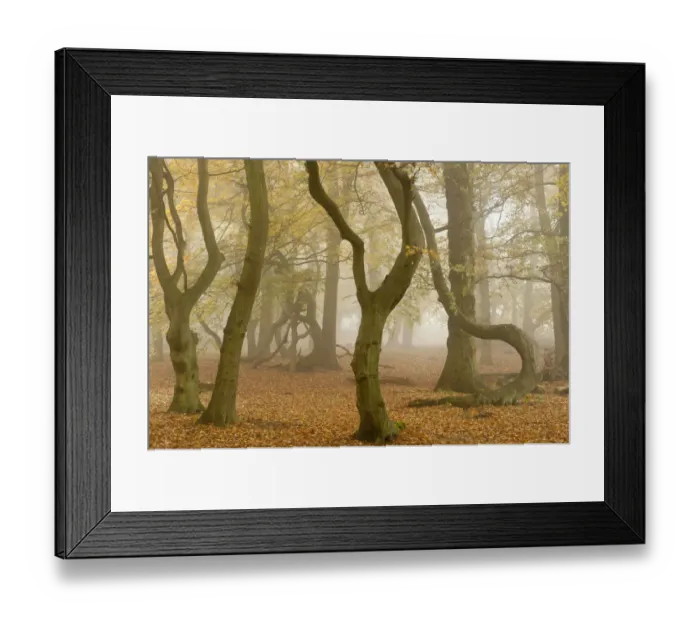 Framed Print : RF- Contorted trunks of Beech trees (Fagus sylvatica) in autumn mist. Beacon Hill Country Park