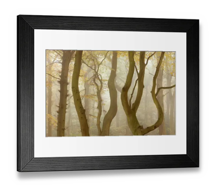 Framed Print : Controted branches and trunks of Beech trees (Fagus sylvatica) in autumn mist, Beacon Hill Country Park, The National Forest, Leicestershire, UK, October 2010. 2020VISION Exhibition. 2020VISION Book Plate Framed Print : Controted branches and trunks of Beech trees (Fagus sylvatica) in autumn mist, Beacon Hill Country Park, The National Forest, Leicestershire, UK, October 2010. 2020VISION Exhibition. 2020VISION Book Plate