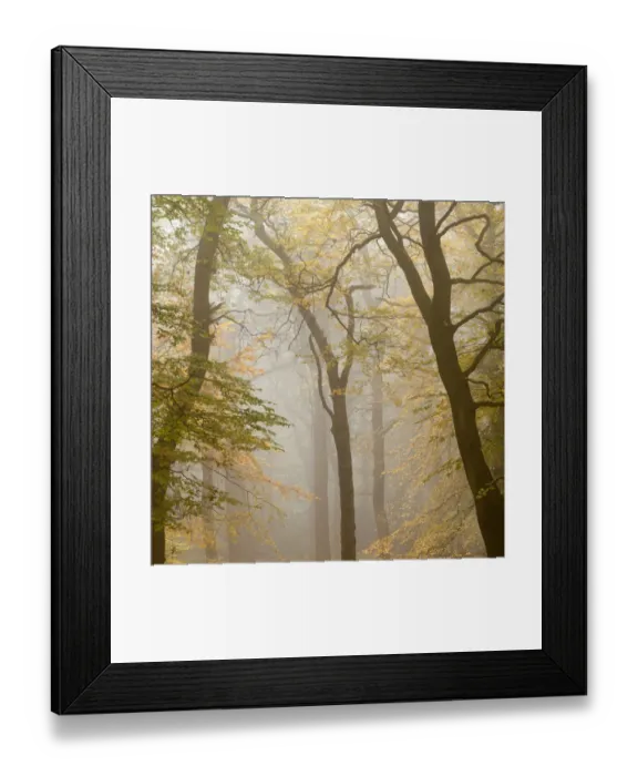 Framed Print : Beech trees (Fagus sylvatica) in autumn mist, Beacon Hill Country Park, The National Forest Framed Print : Beech trees (Fagus sylvatica) in autumn mist, Beacon Hill Country Park, The National Forest