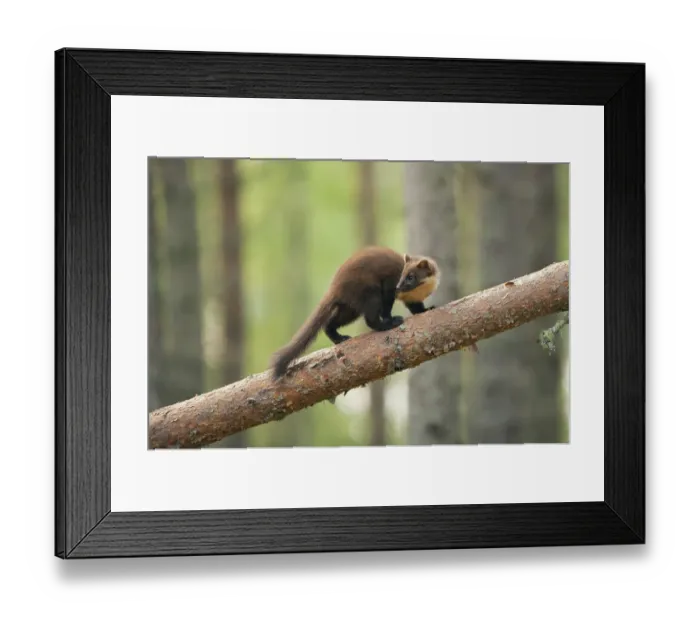 Framed Print : Pine marten (Martes martes) 4-5 month kit walking along branch in caledonian forest