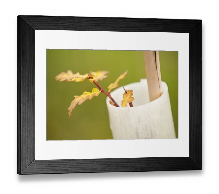 Framed Print : New planting of young sapling English Oak tree (Quercus robur) in protective plastic collar Framed Print : New planting of young sapling English Oak tree (Quercus robur) in protective plastic collar