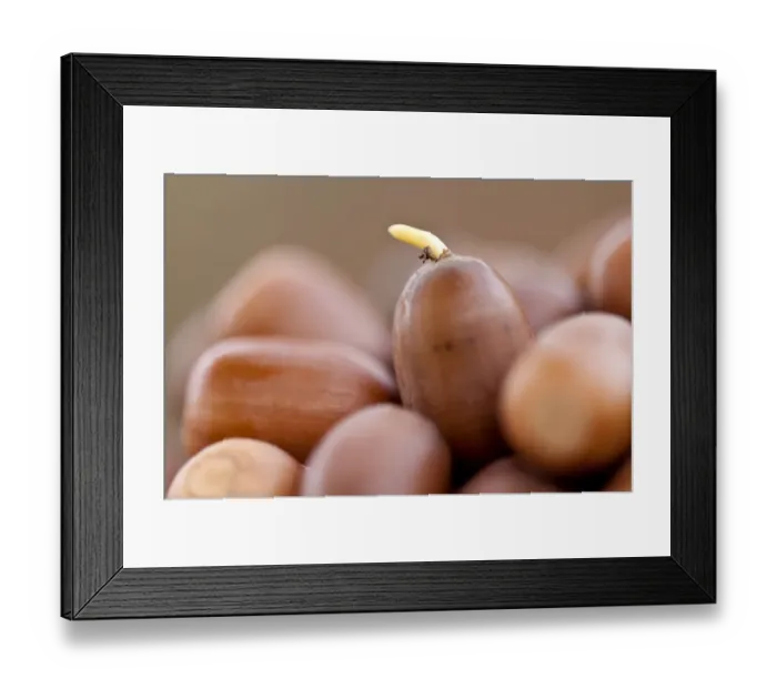 Framed Print : English oak tree {Quercus robur} acorn sprouting a fresh shoot, Beacon Hill Country Park Framed Print : English oak tree {Quercus robur} acorn sprouting a fresh shoot, Beacon Hill Country Park