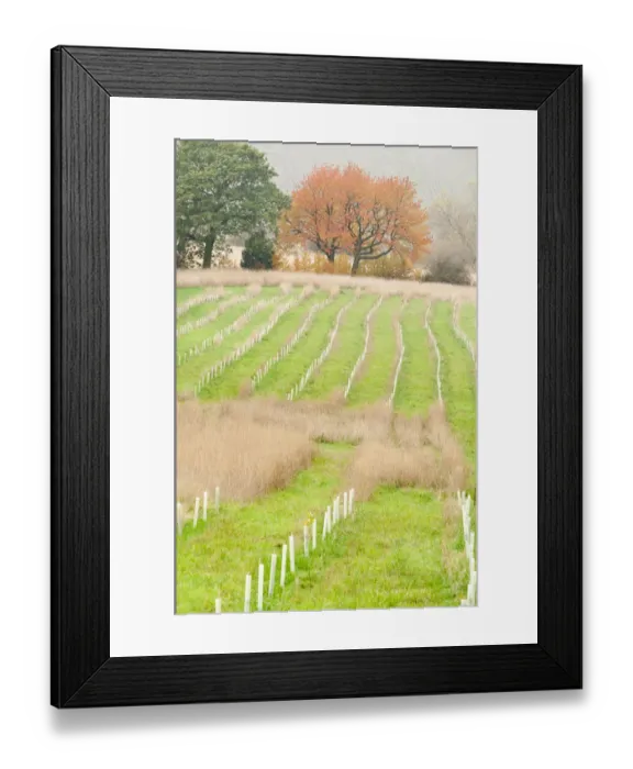 Framed Print : New planting of young sapling trees in protective plastic collars, Feanedock Wood Framed Print : New planting of young sapling trees in protective plastic collars, Feanedock Wood