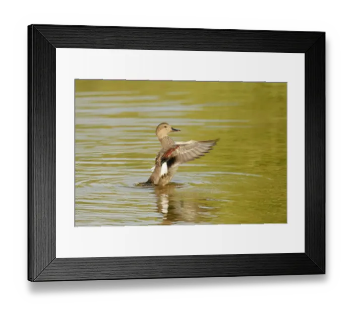 Framed Print : Gadwall (Anas strepera) female duck stretching wings on Rutland Water, Rutland, UK